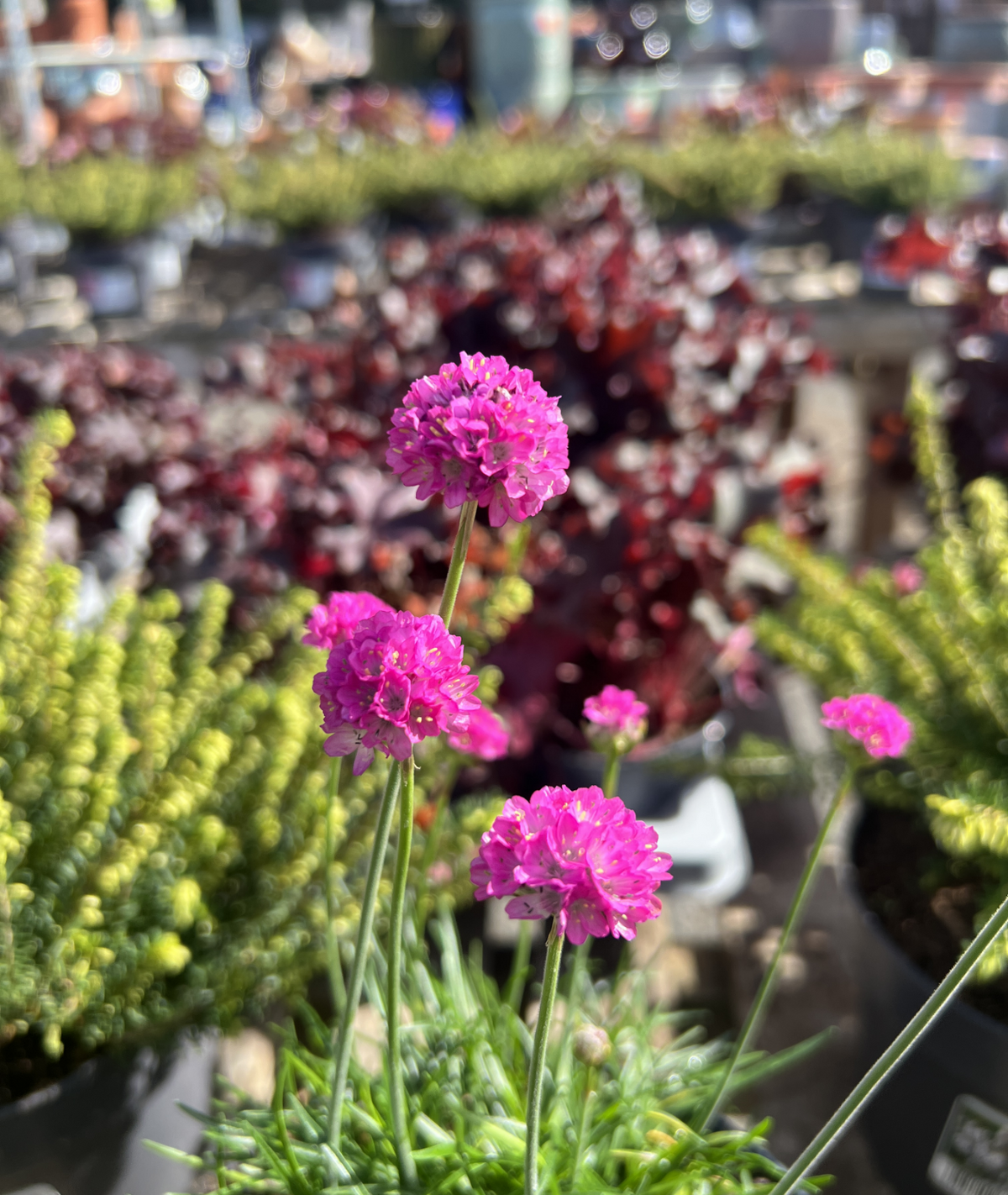 Armeria maritima Dark Pink