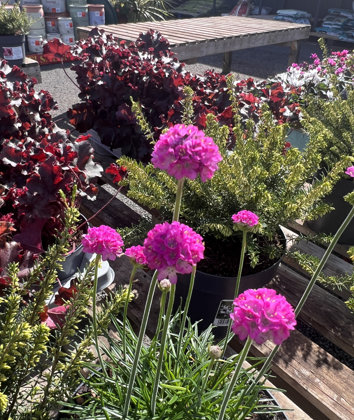 Armeria maritima Dark Pink
