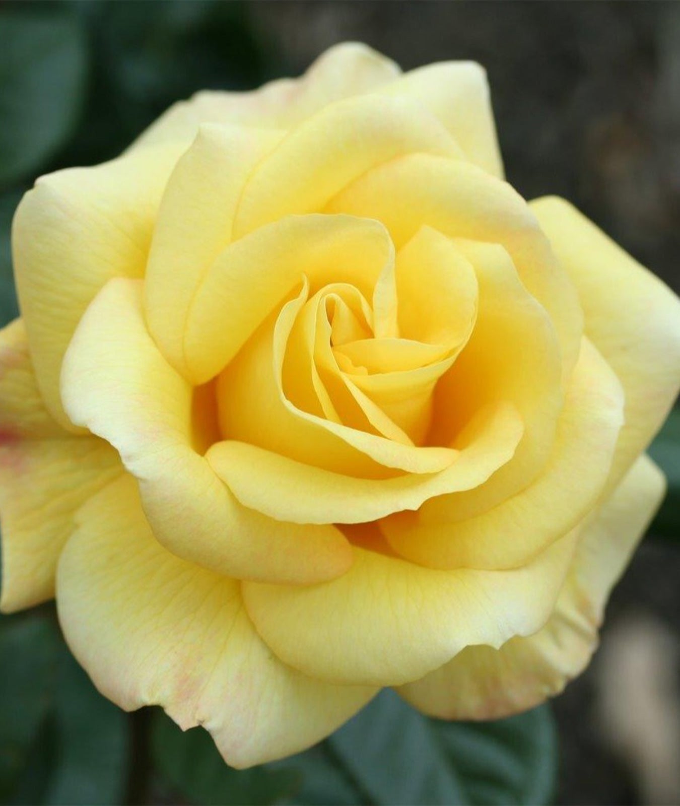 Rosa &