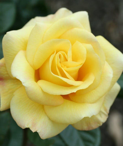 Rosa &