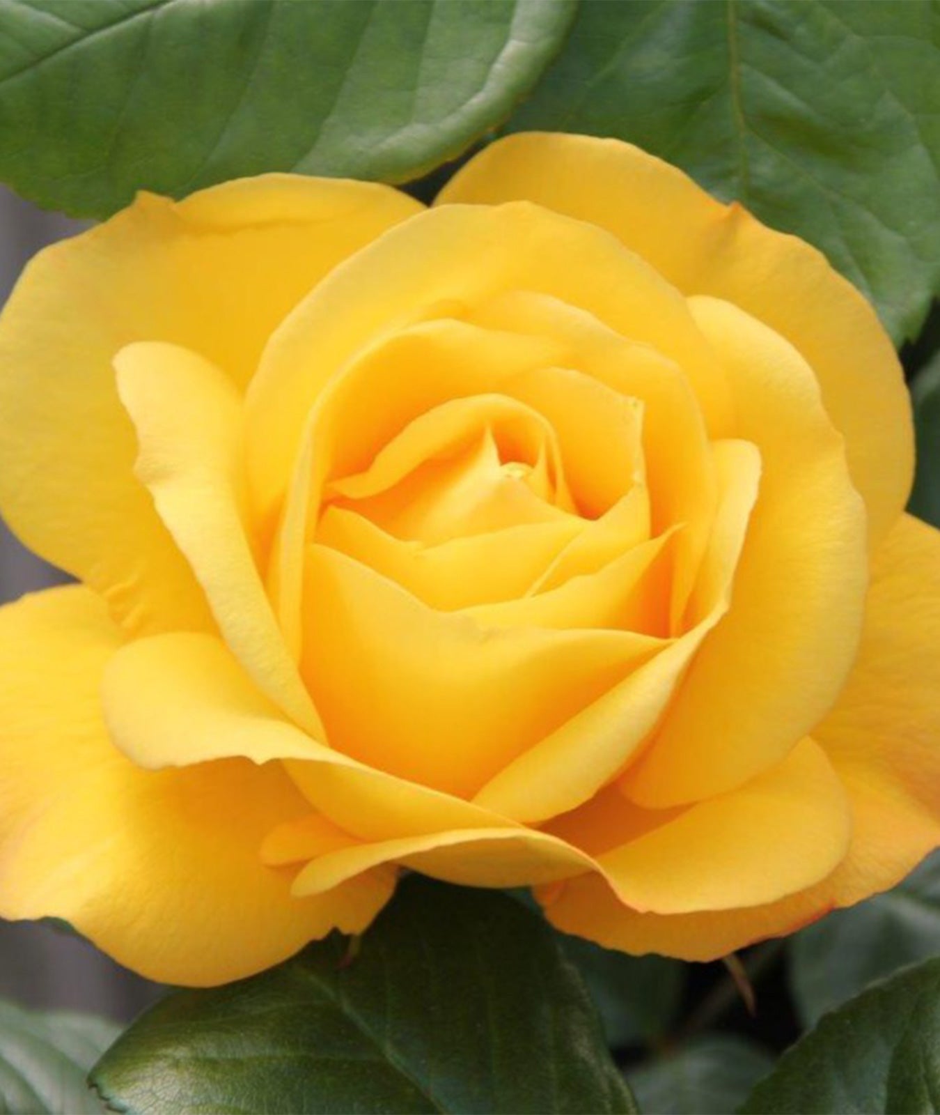 Rosa &
