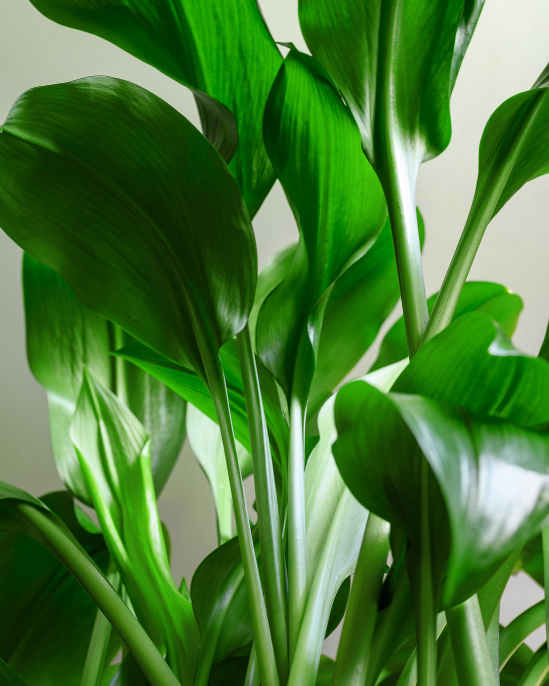 Aspidistra elatior