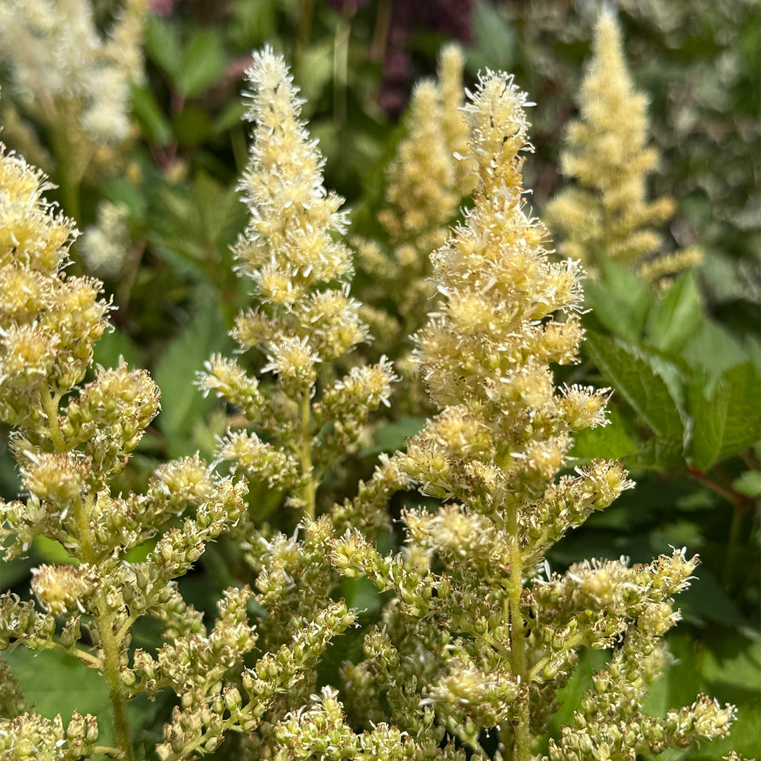 Astilbe &