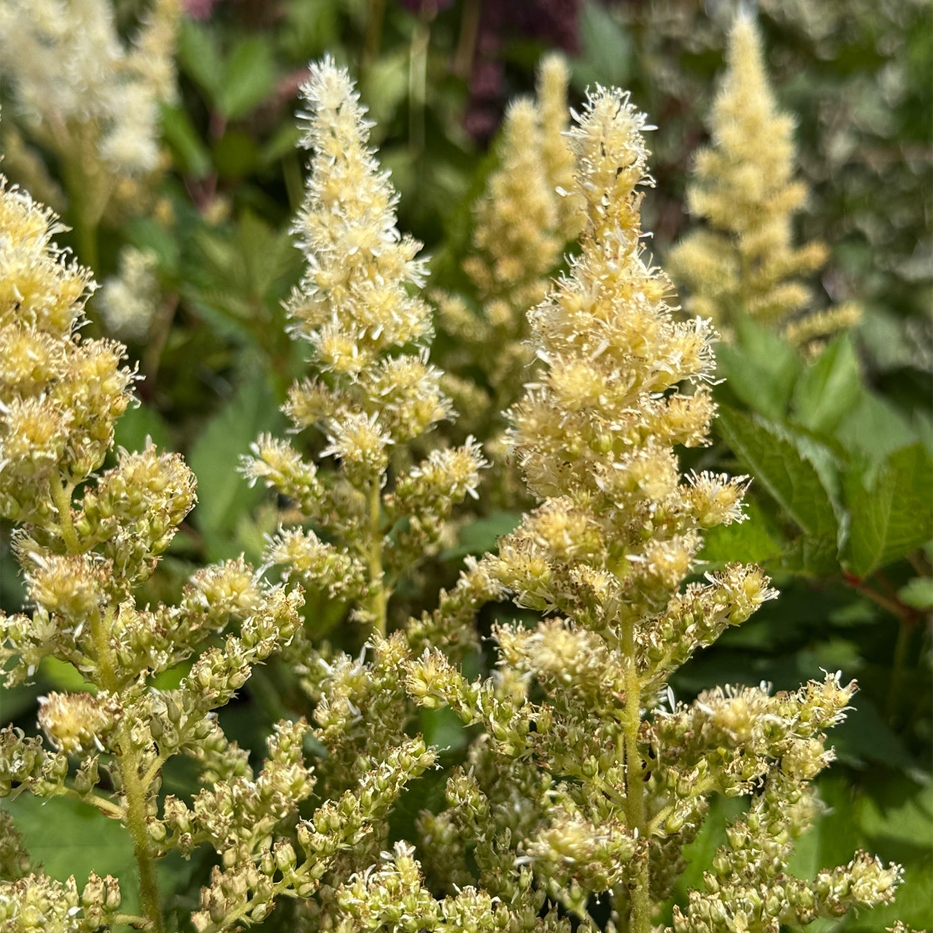 Astilbe &