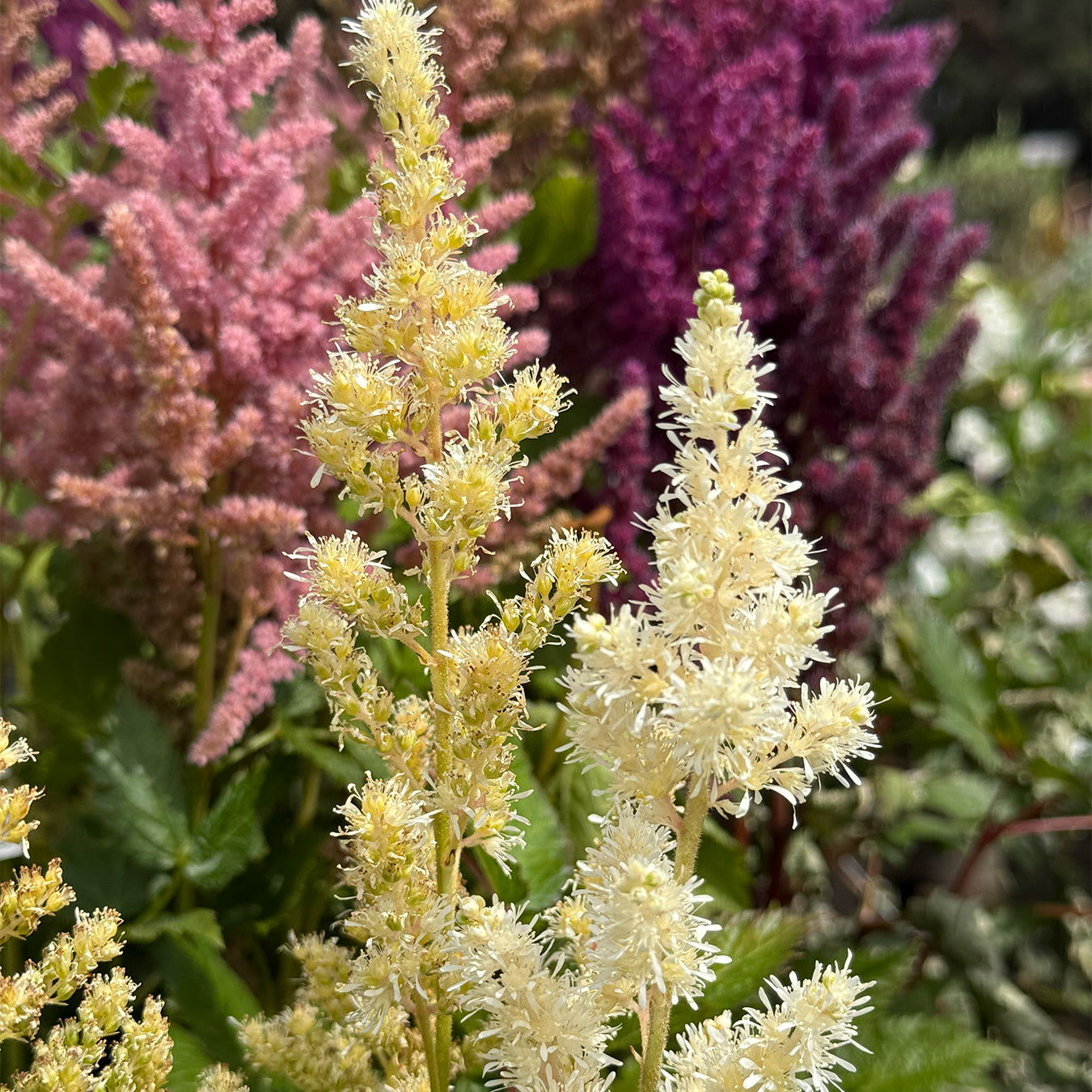Astilbe &
