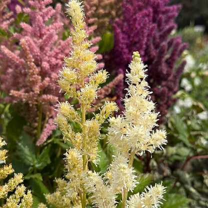 Astilbe &