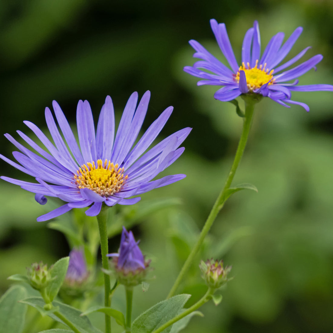 Aster × frikartii &