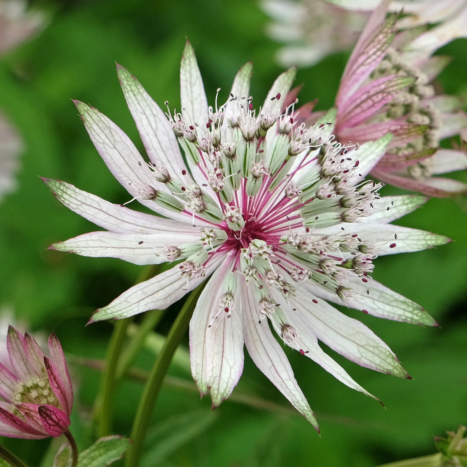 Astrantia &