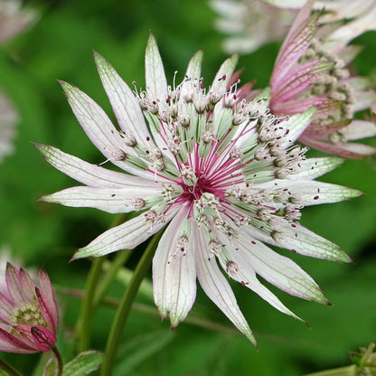 Astrantia &