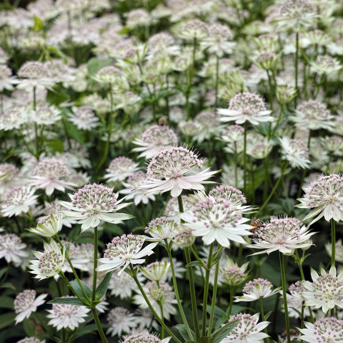 Astrantia &