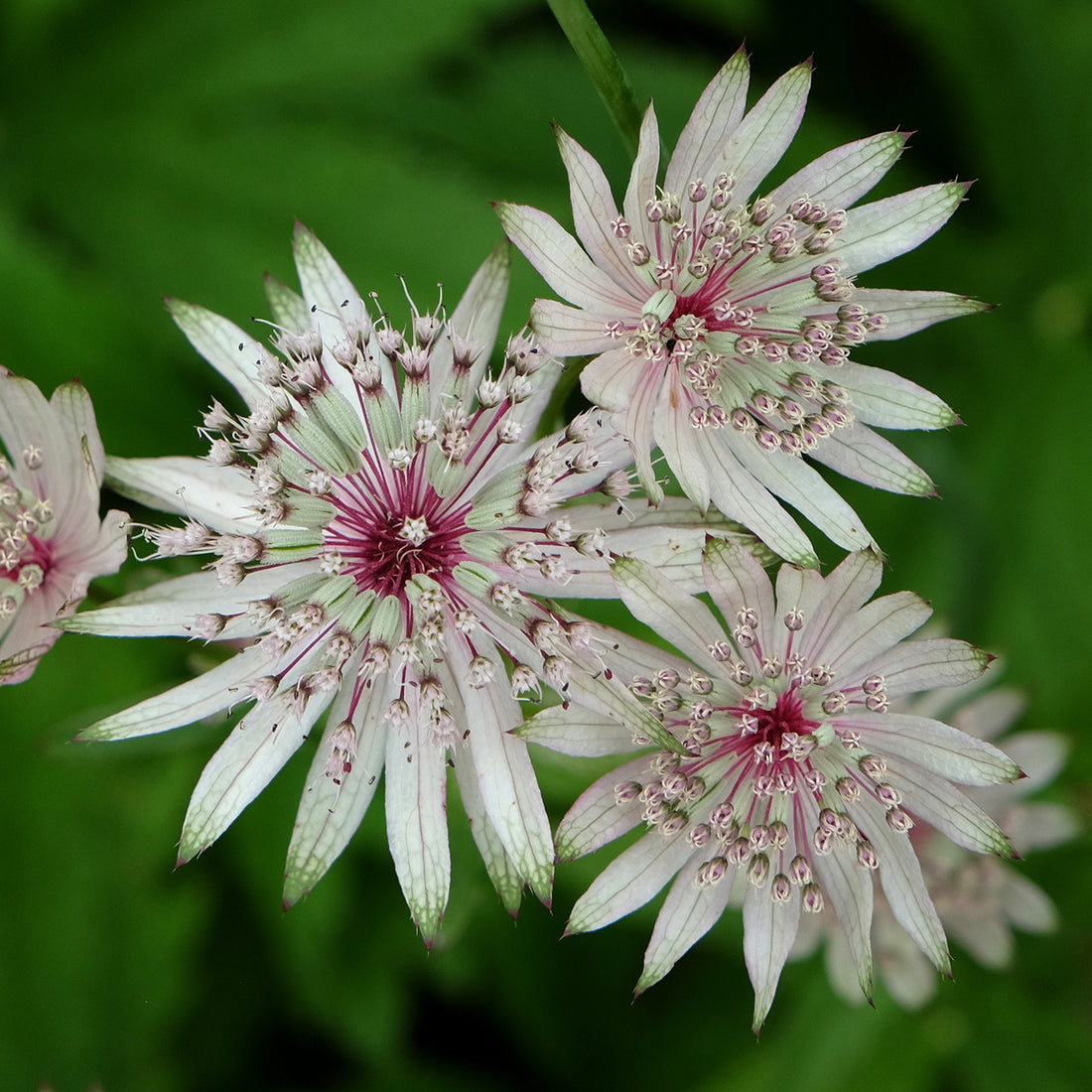 Astrantia &