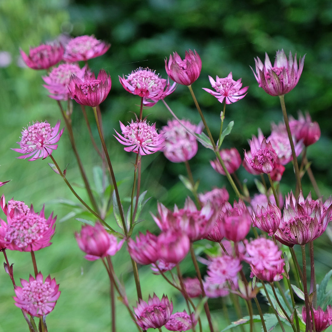 Astrantia major &