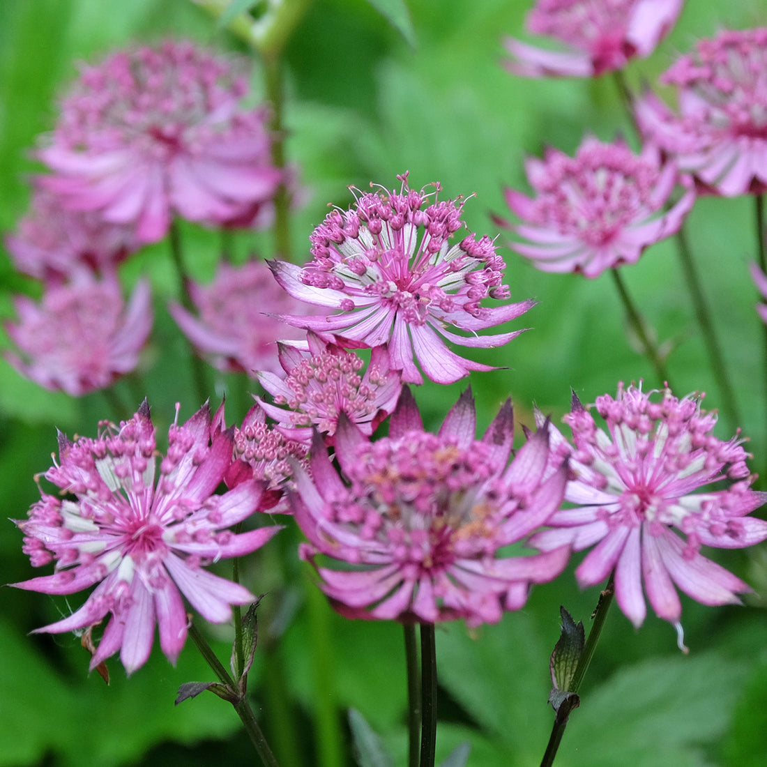 Astrantia major &