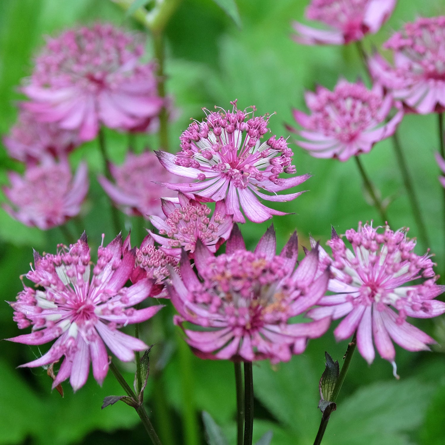 Astrantia major &
