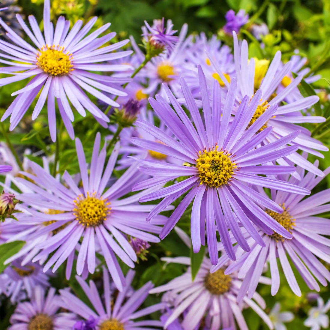 Aster × frikartii &