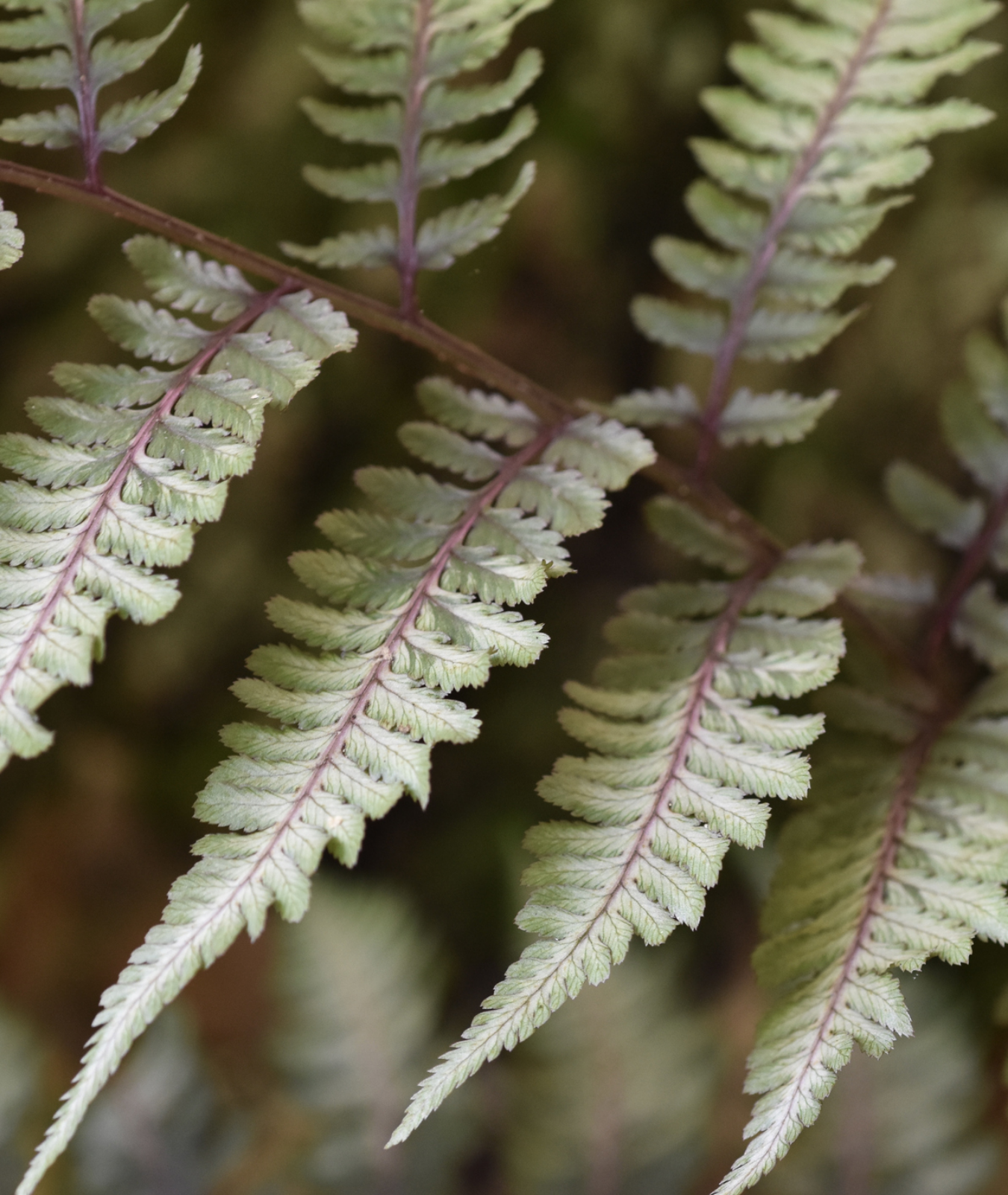Athyrium niponicum &
