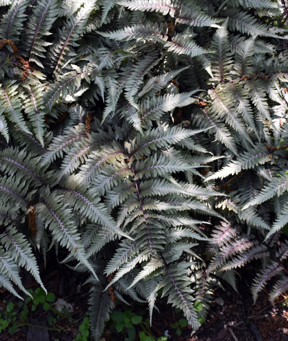Athyrium niponicum &