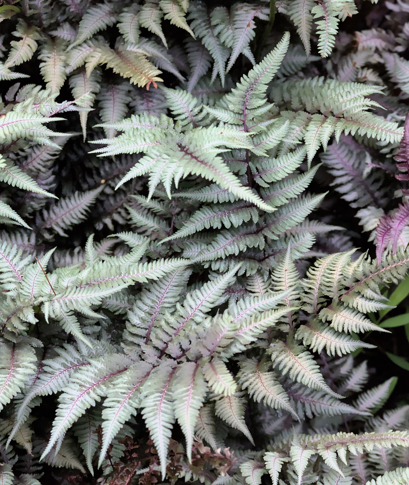 Athyrium niponicum &