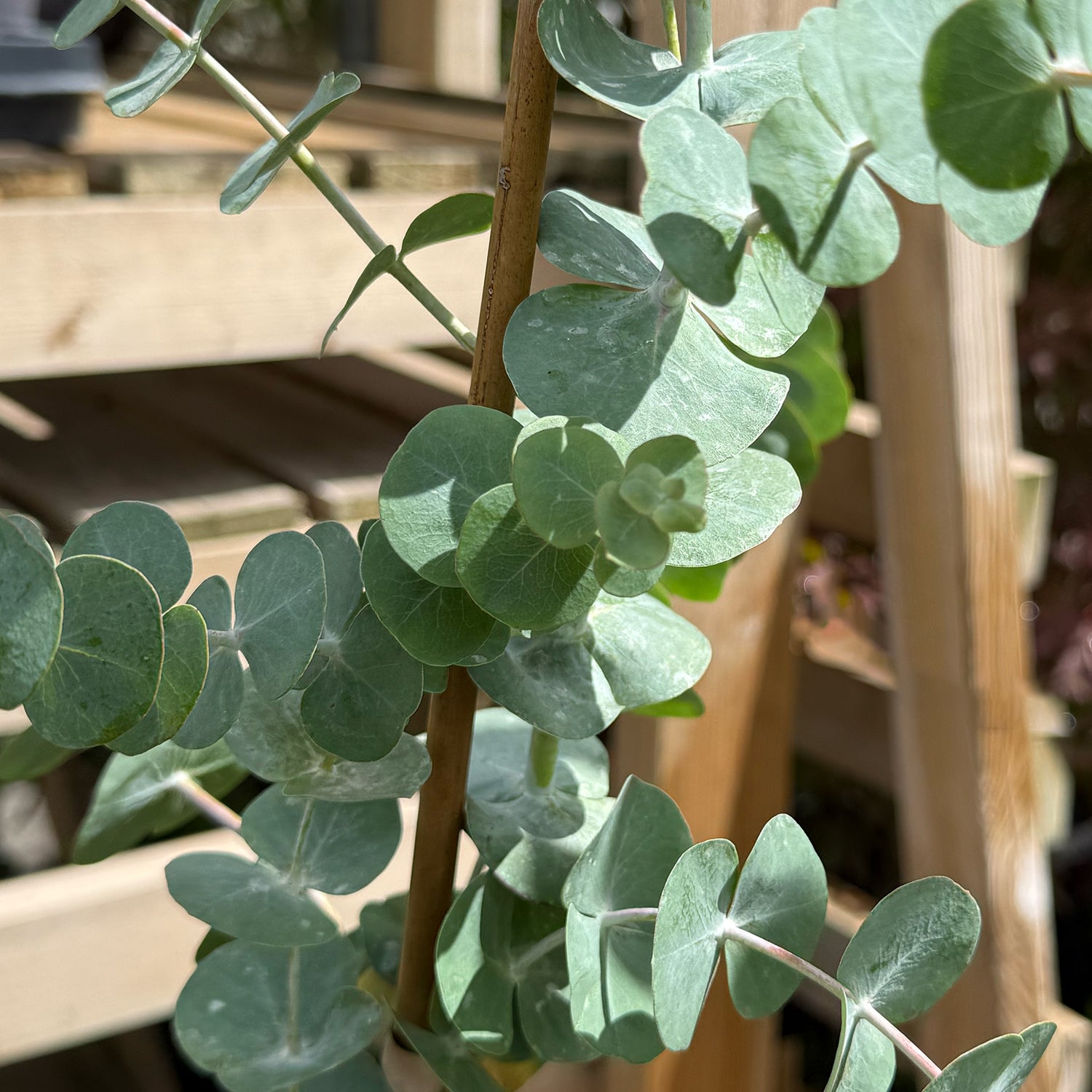 Eucalyptus &