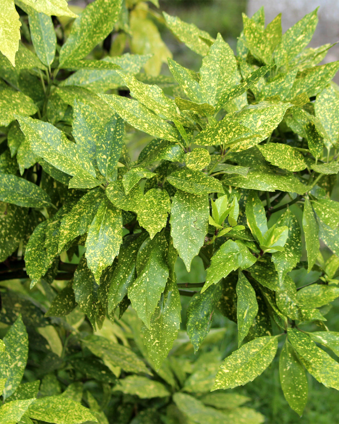 Aucuba japonica ‘Golden King’