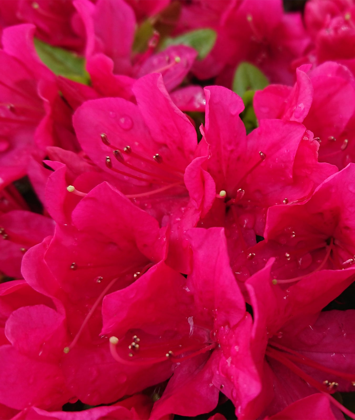 Azalea japonica &