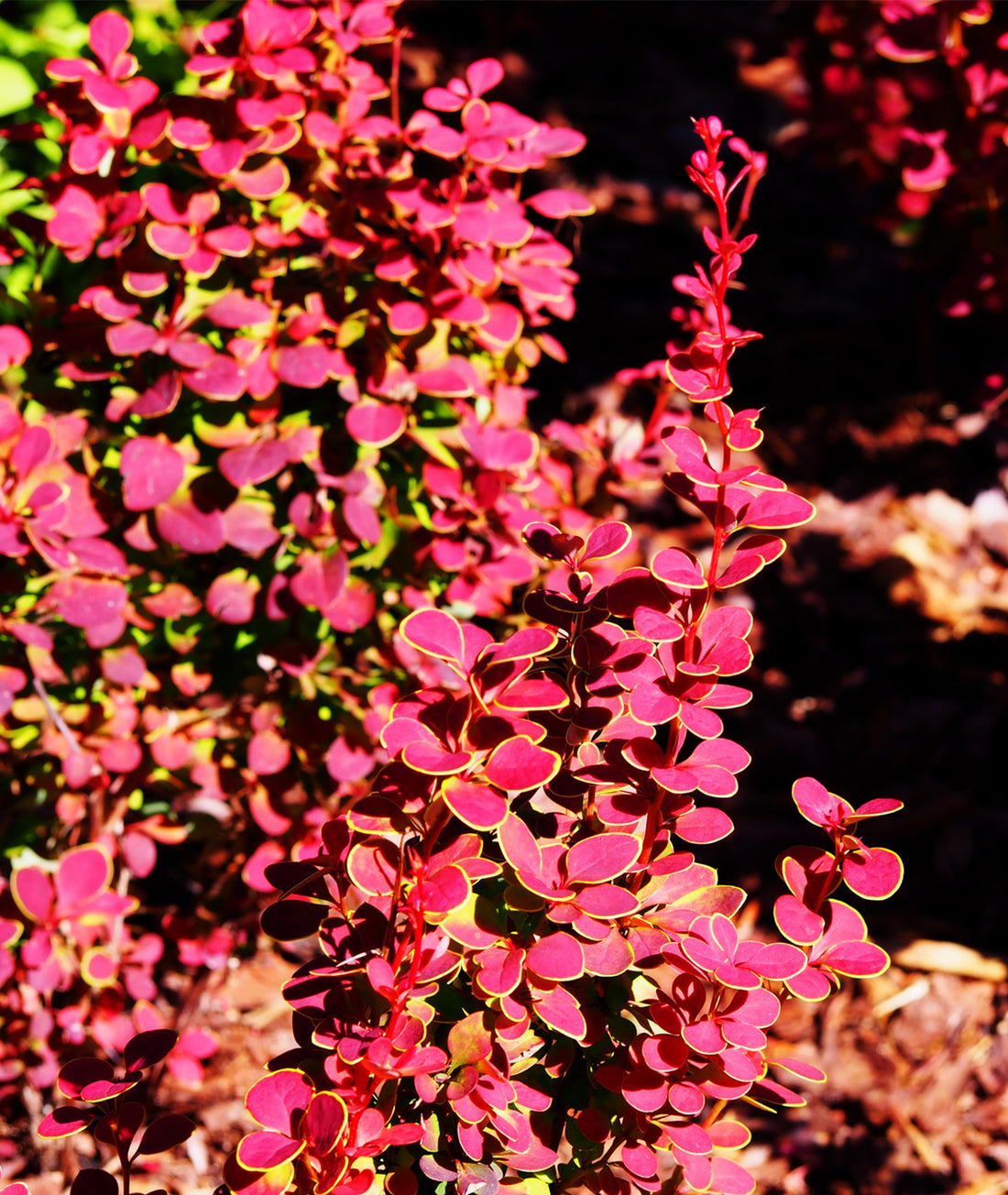Berberis thunbergii &