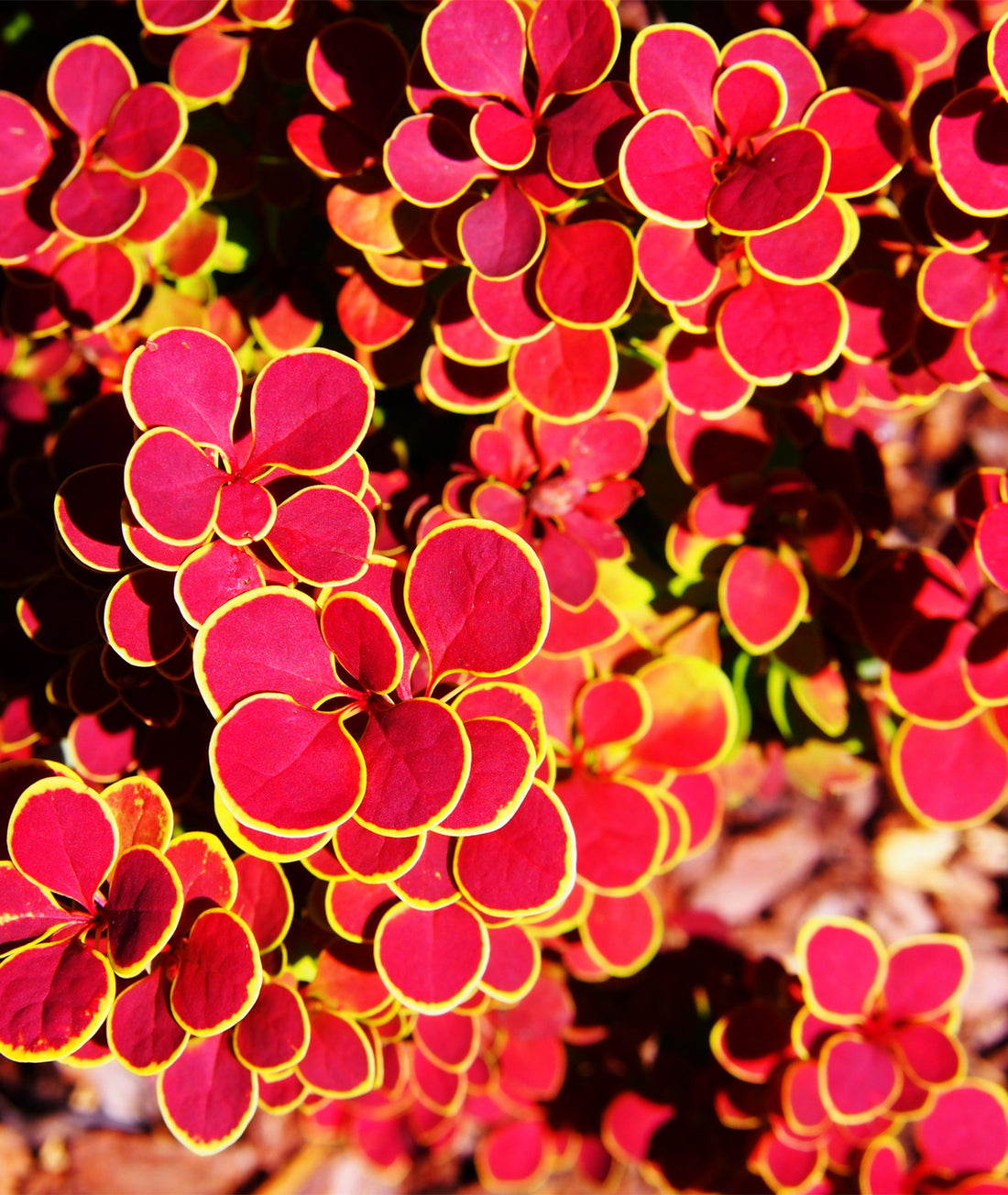 Berberis thunbergii &