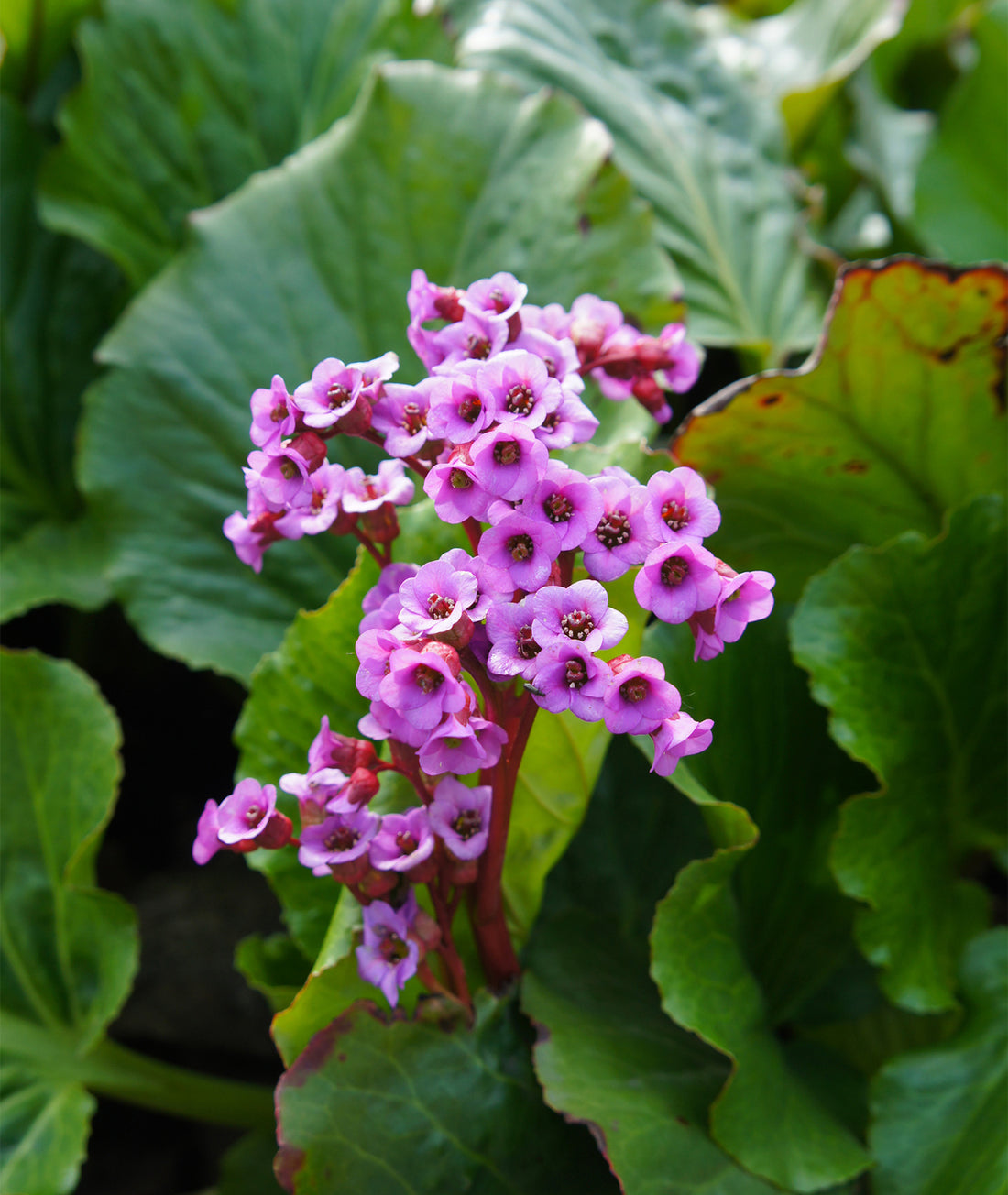 Bergenia cordifolia &
