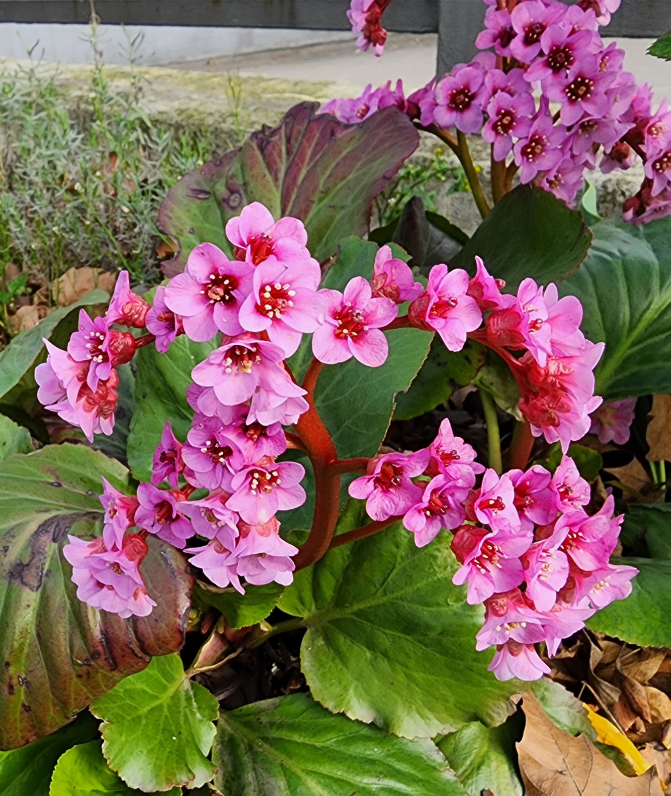 Bergenia cordifolia &