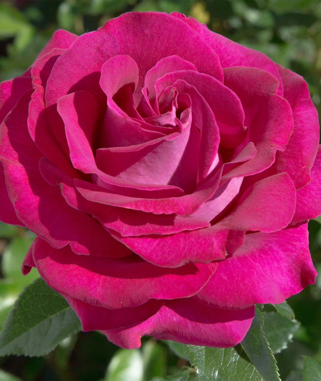 Rosa &