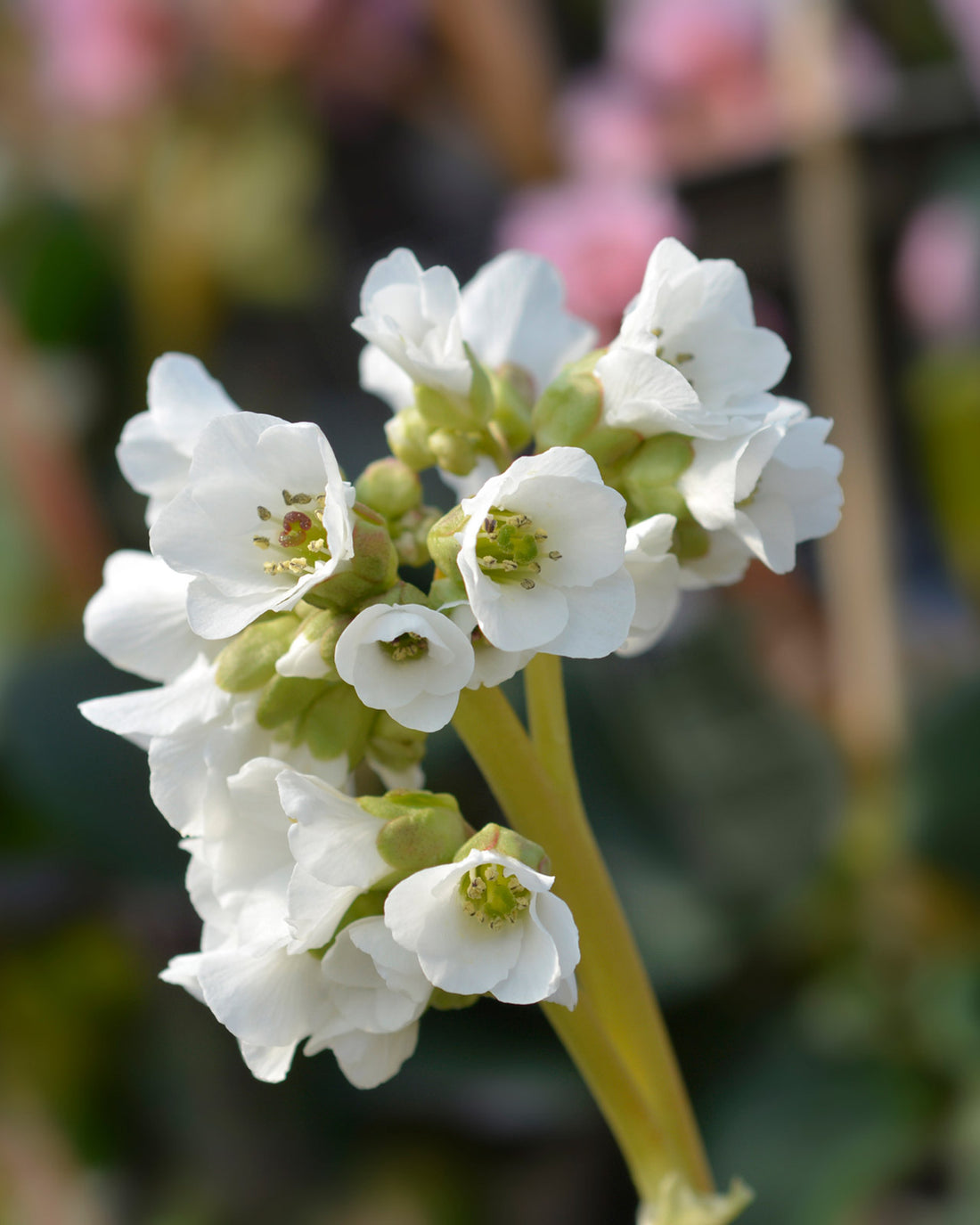 Bergenia &