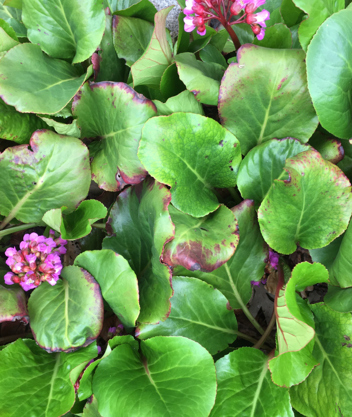 Bergenia &