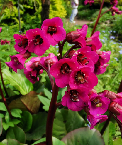 Bergenia &