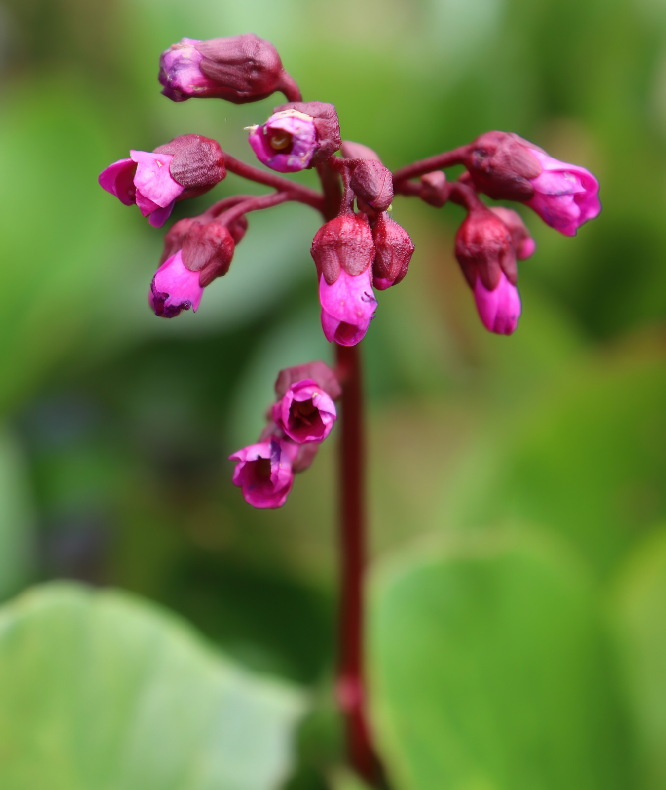 Bergenia &