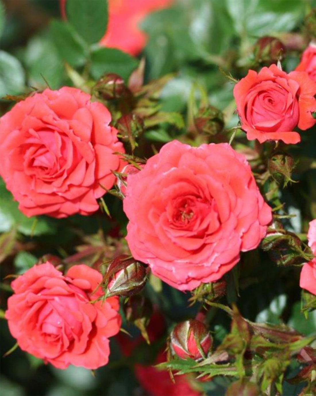 Patio Rose ‘Birthday Wishes’ 3L