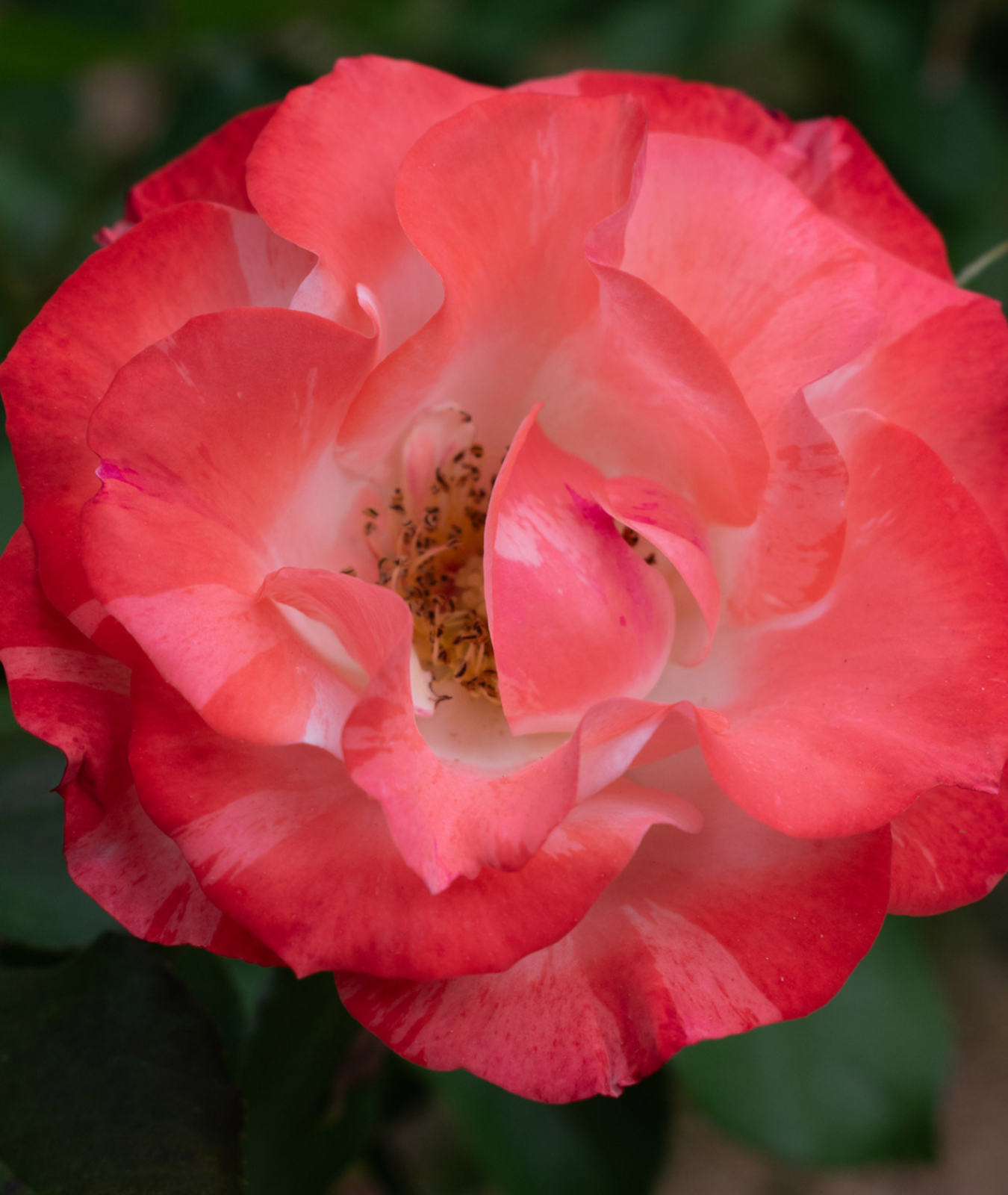 Rosa &