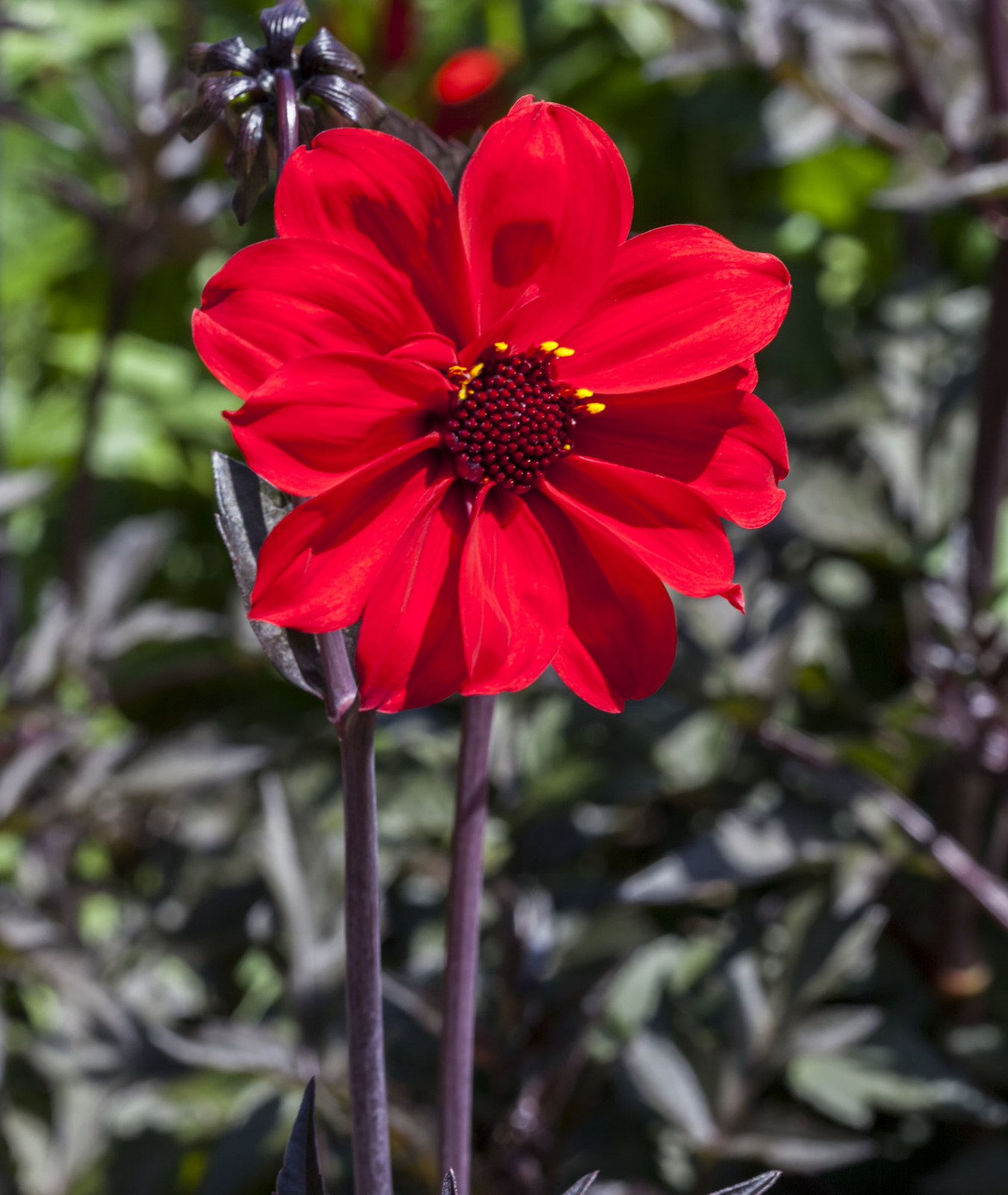 3 litre - Dahlia &