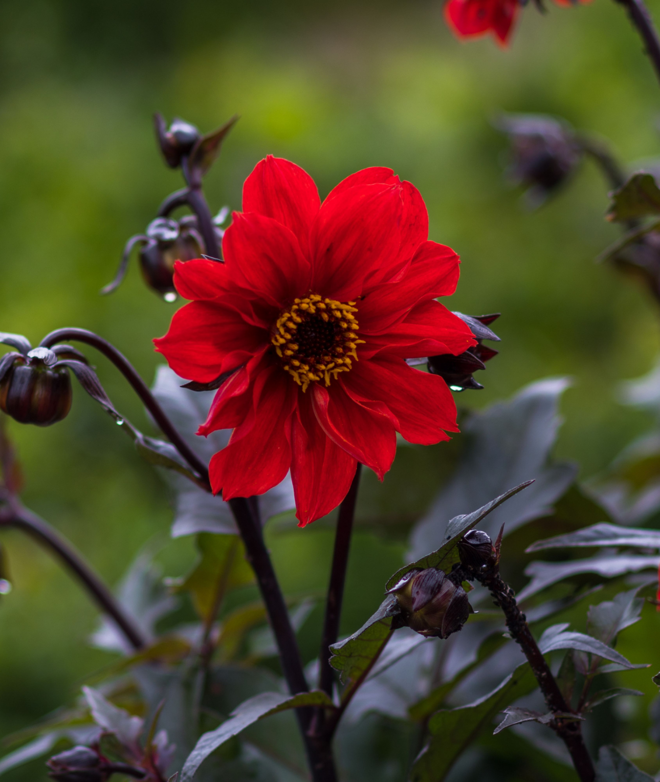 3 litre - Dahlia &