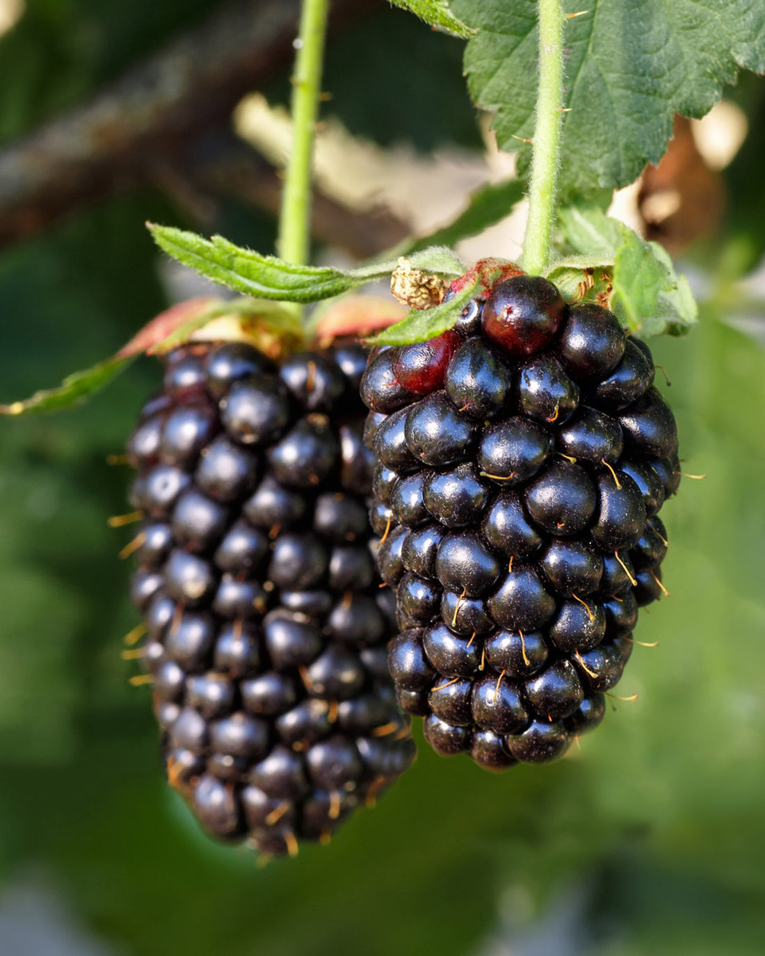 Blackberry &