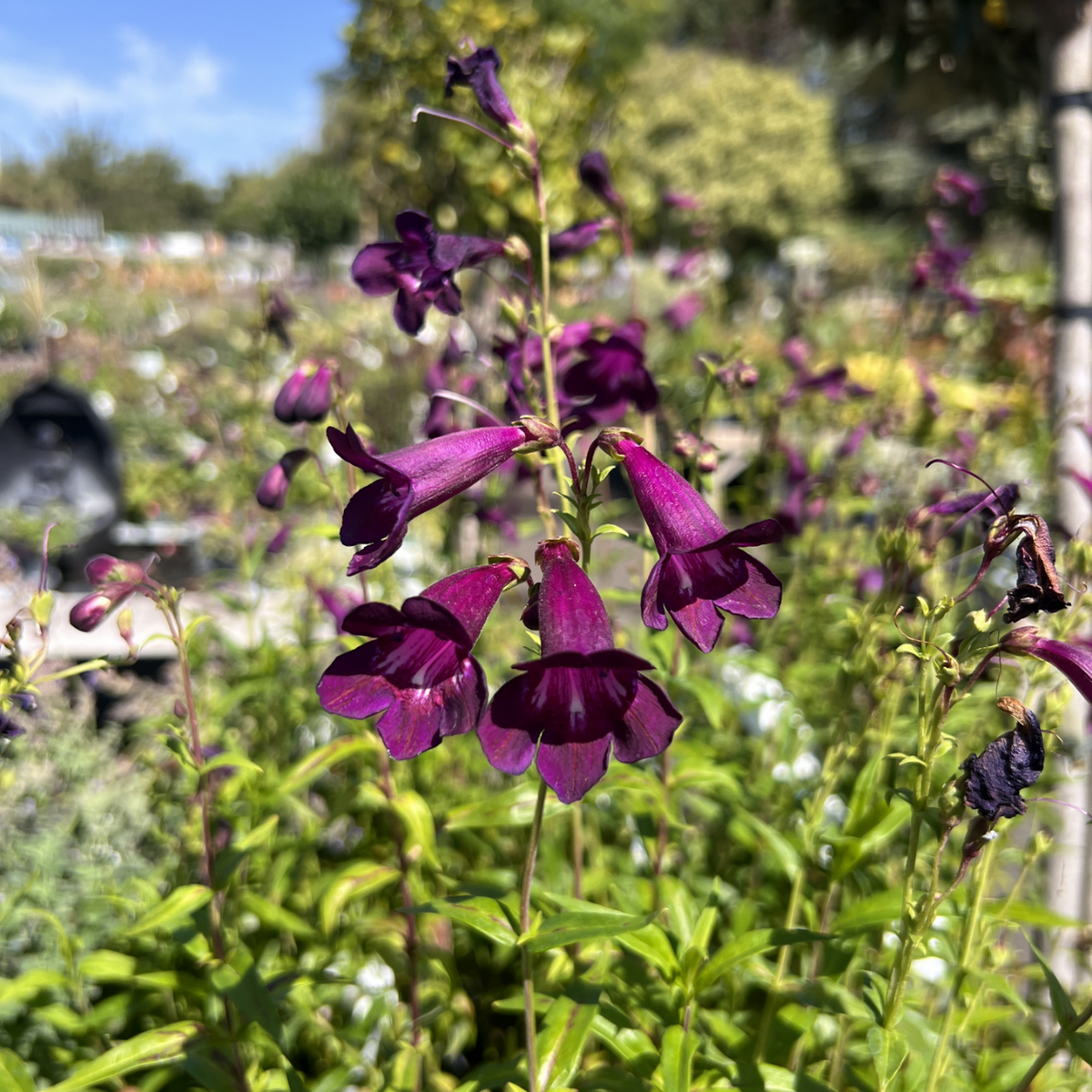 Penstemon &