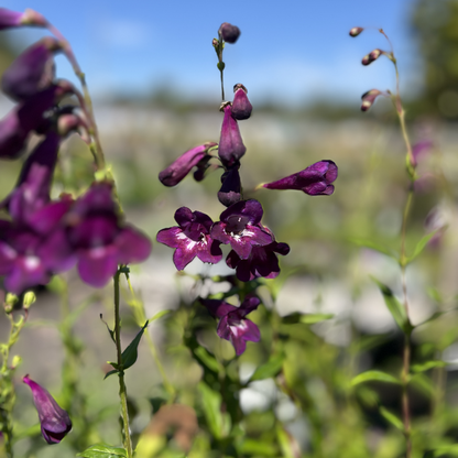 Penstemon &