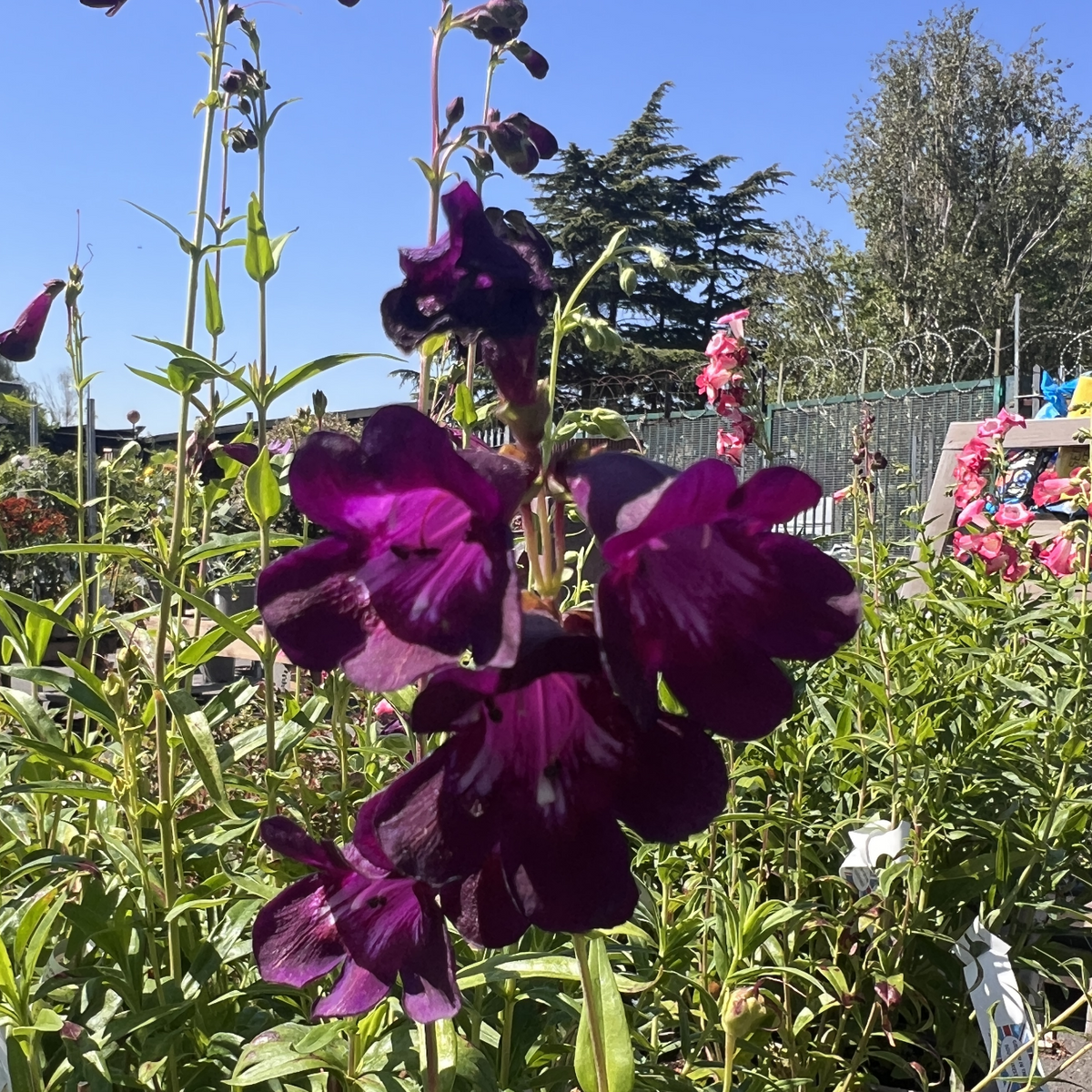 Penstemon &