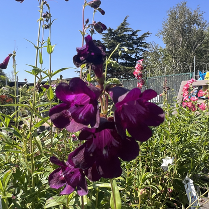 Penstemon &