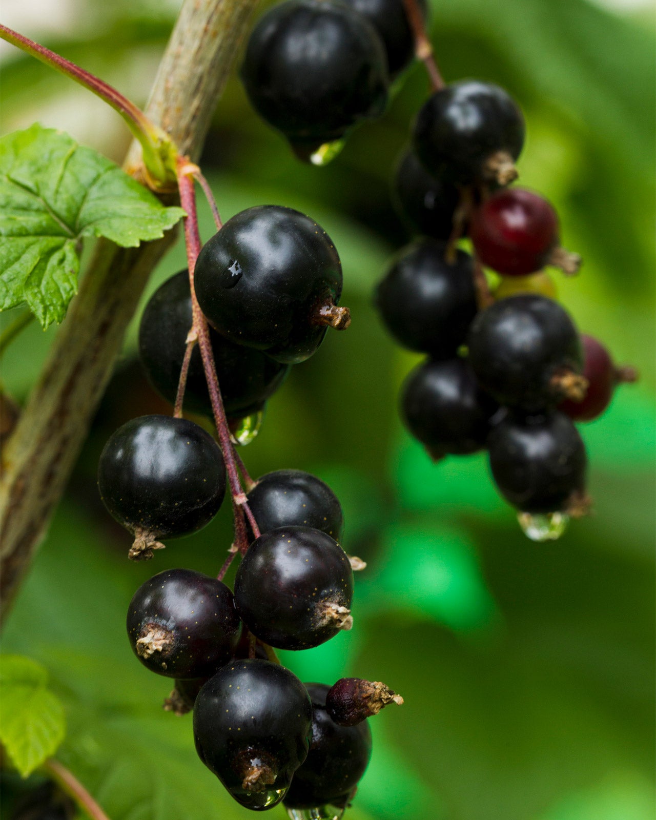 Blackcurrant &