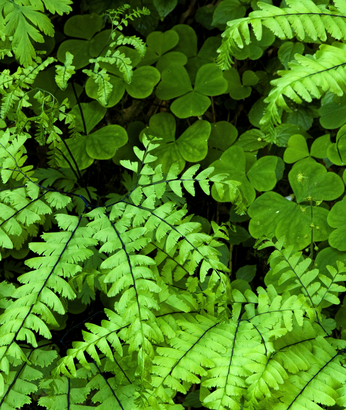 Blechnum spicant