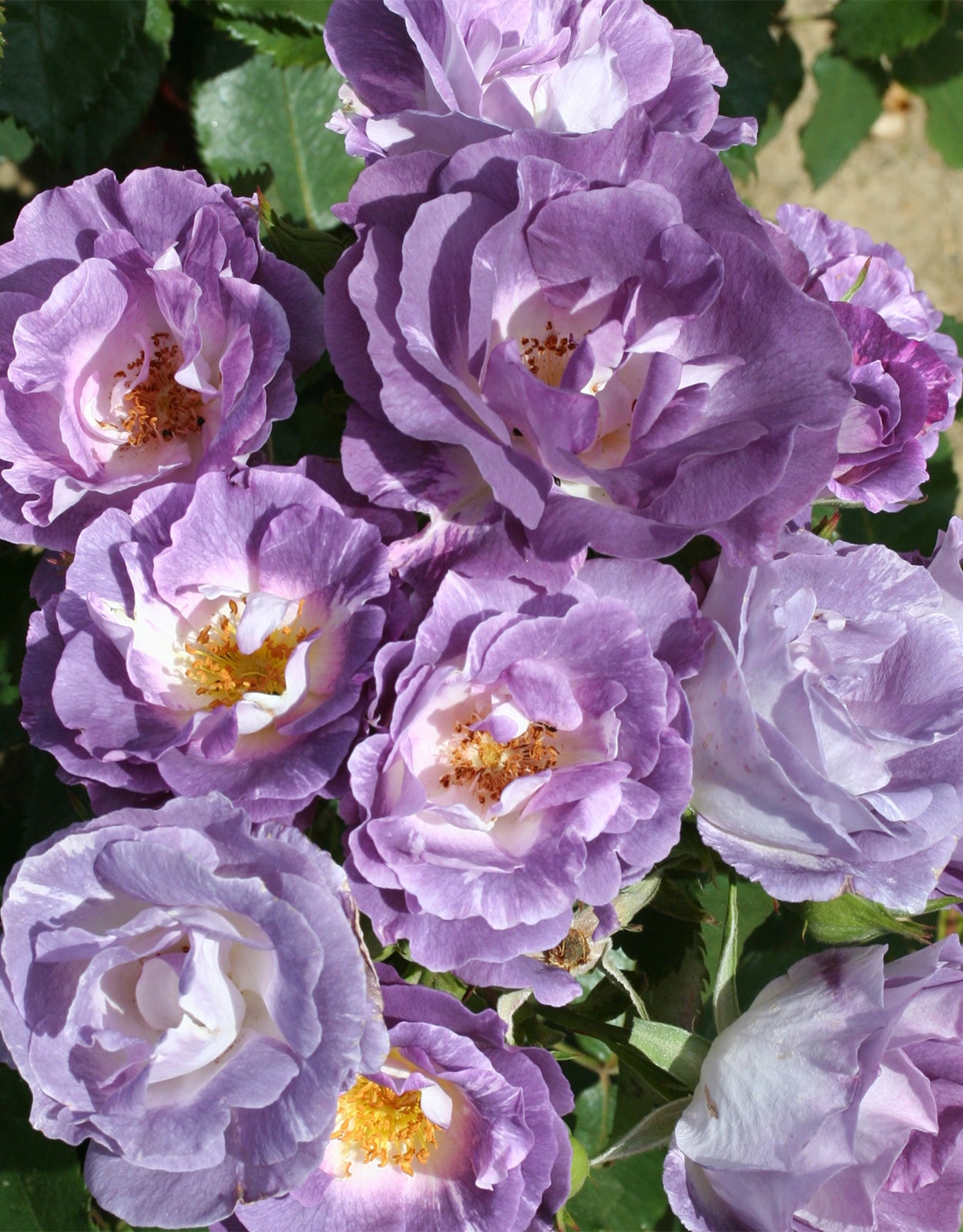 Rosa &