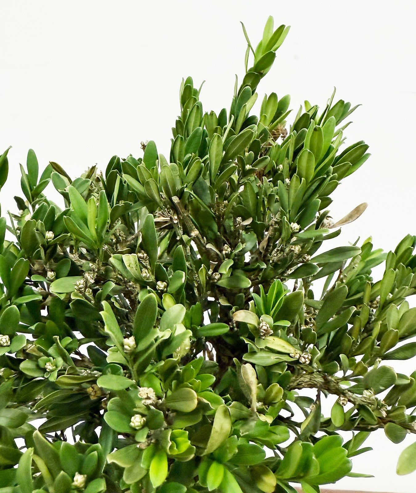 Boxwood Bonsai display in a ceramic pot