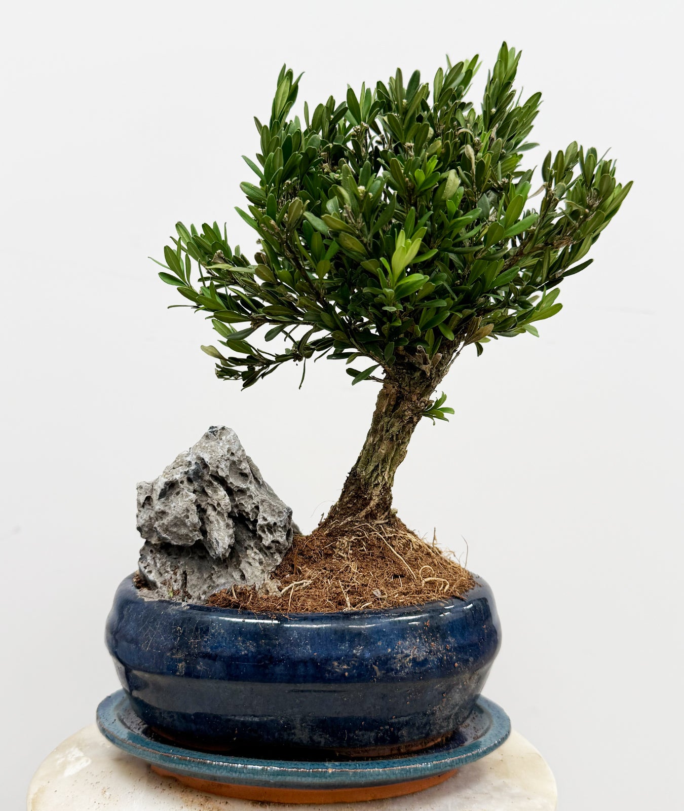 Boxwood Bonsai display in a ceramic pot