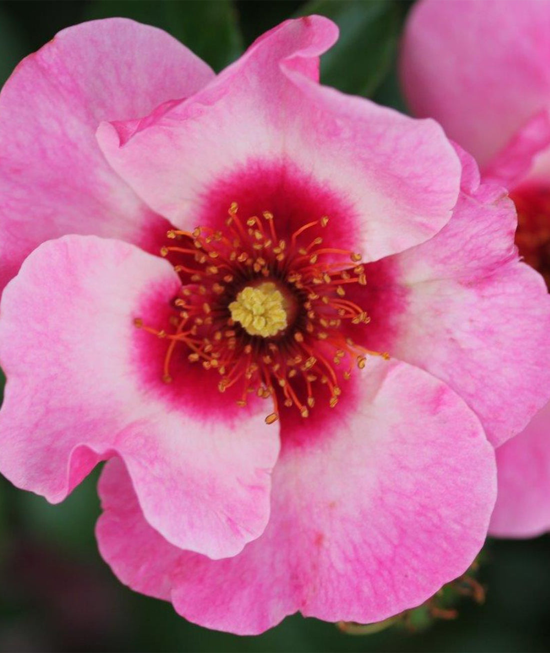 Rosa ‘Bright as a Button’