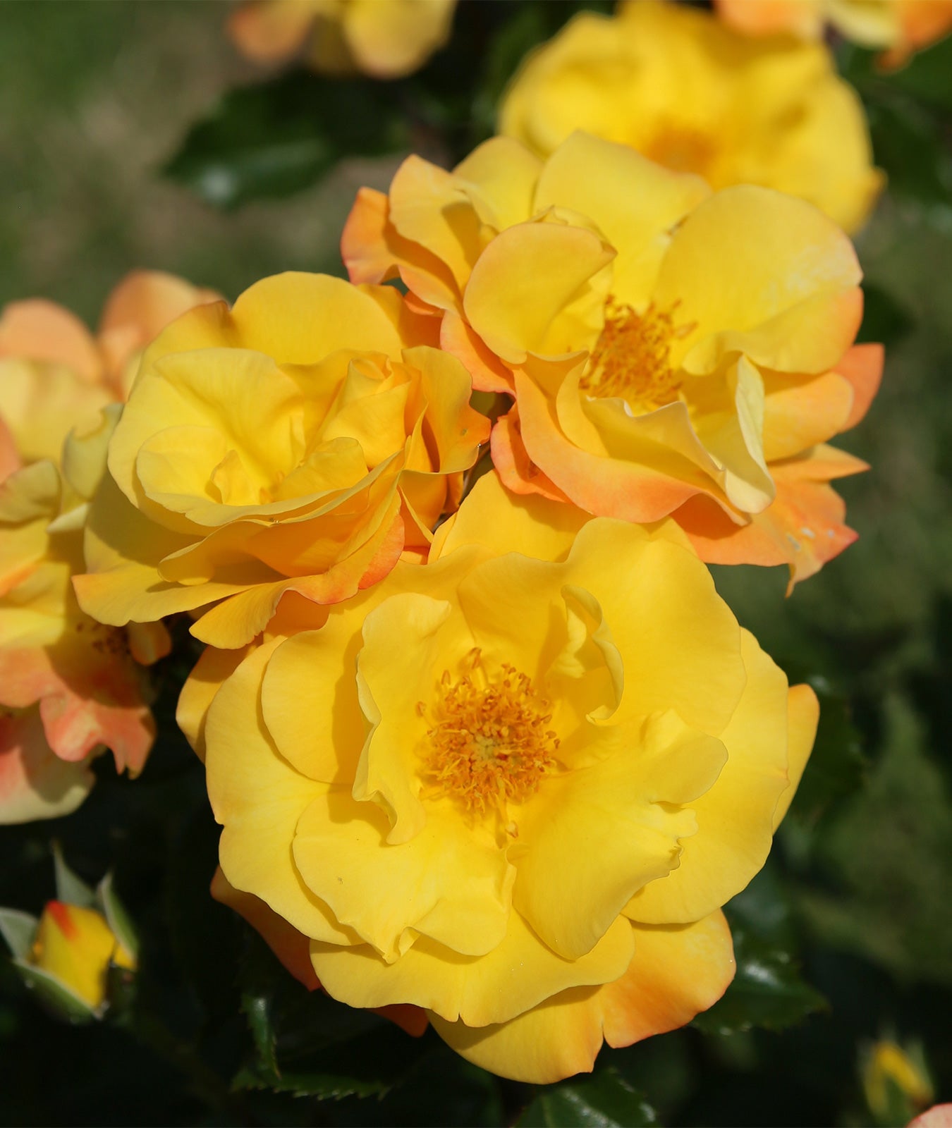 Rosa ‘Bright Smiles’